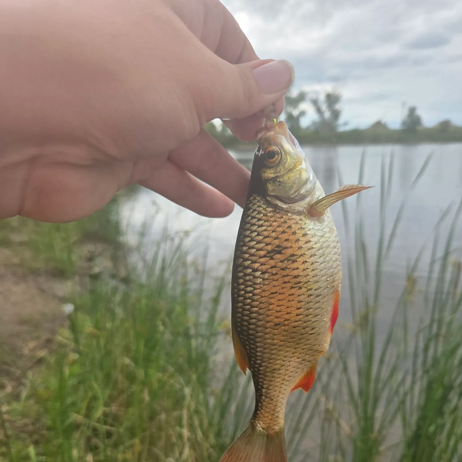 The most recent Common rudd catches on Fishbrain
