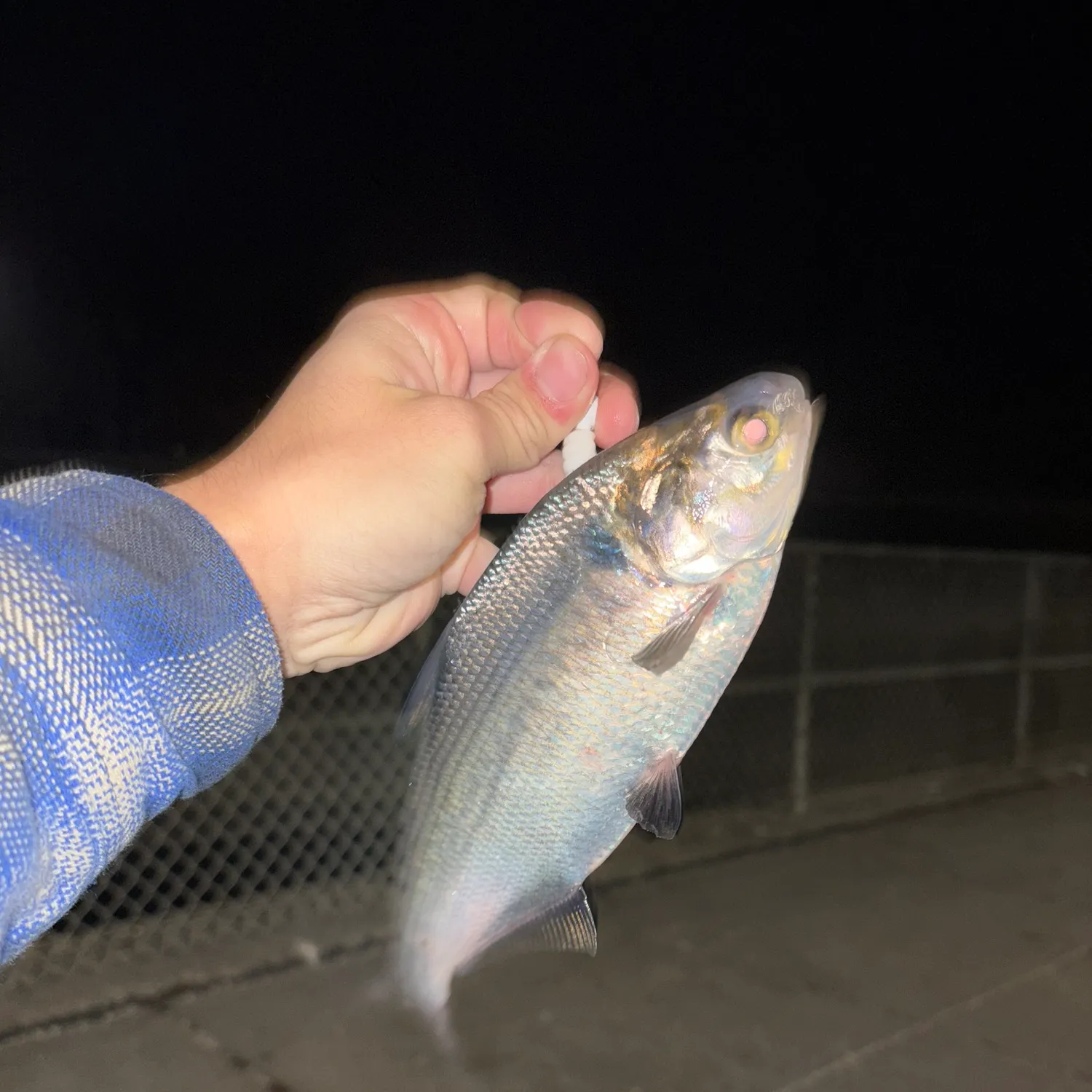 The most recent American gizzard shad catches on Fishbrain