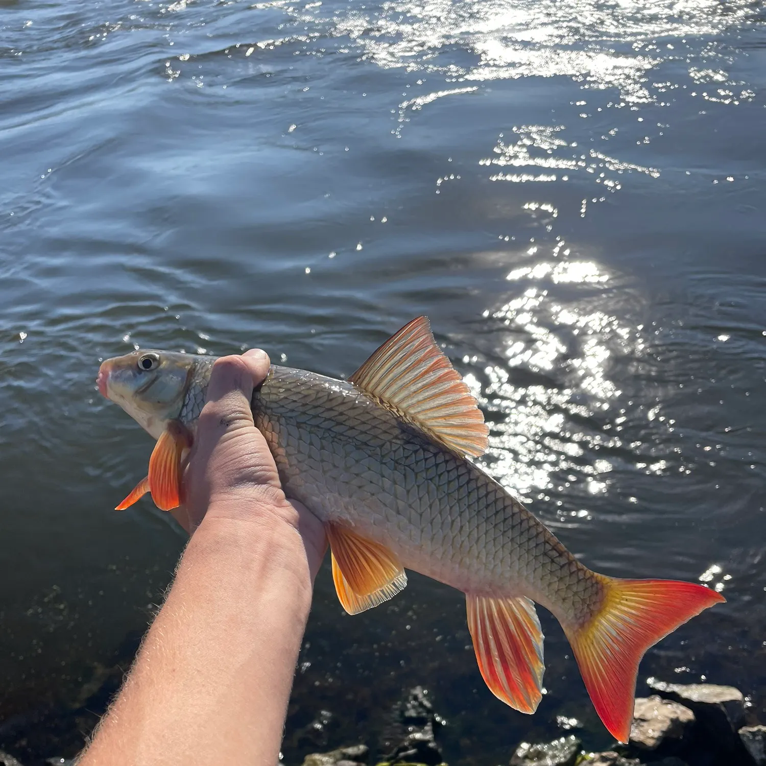 Shorthead redhorse caught on Fishbrain