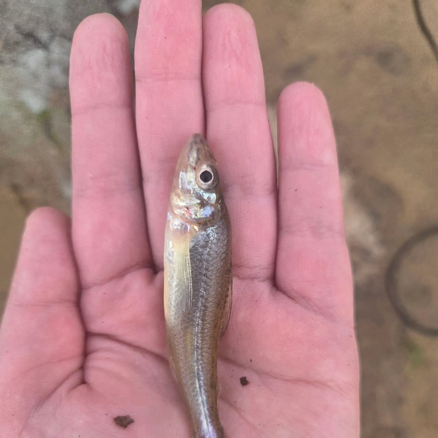 The most recent Black redhorse catches on Fishbrain