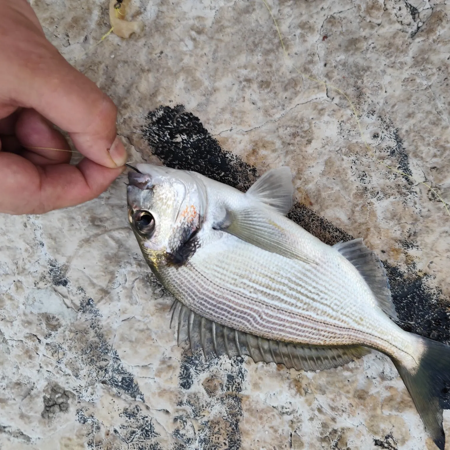 The most recent Goldlined seabream catches on Fishbrain