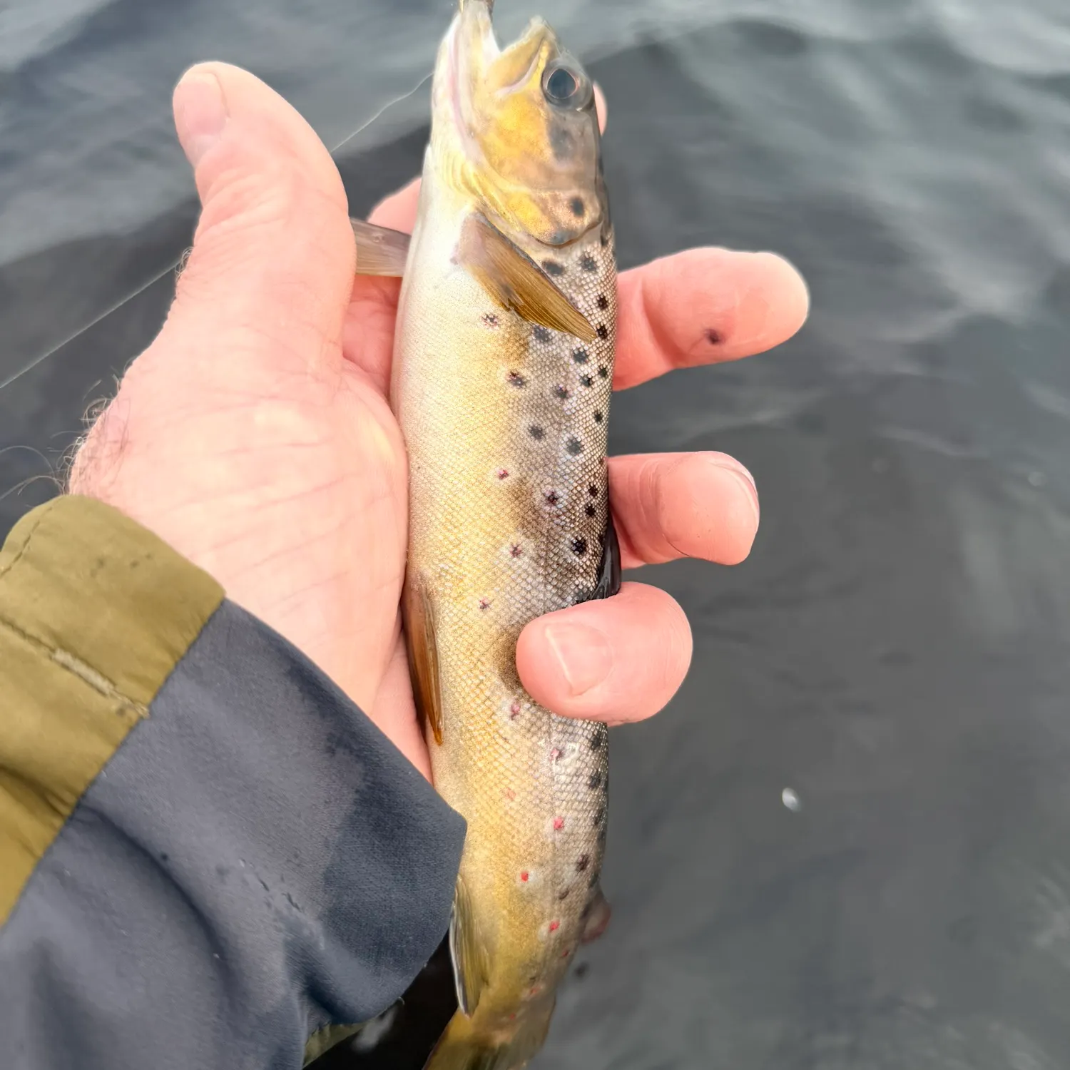 Brown trout caught on Fishbrain