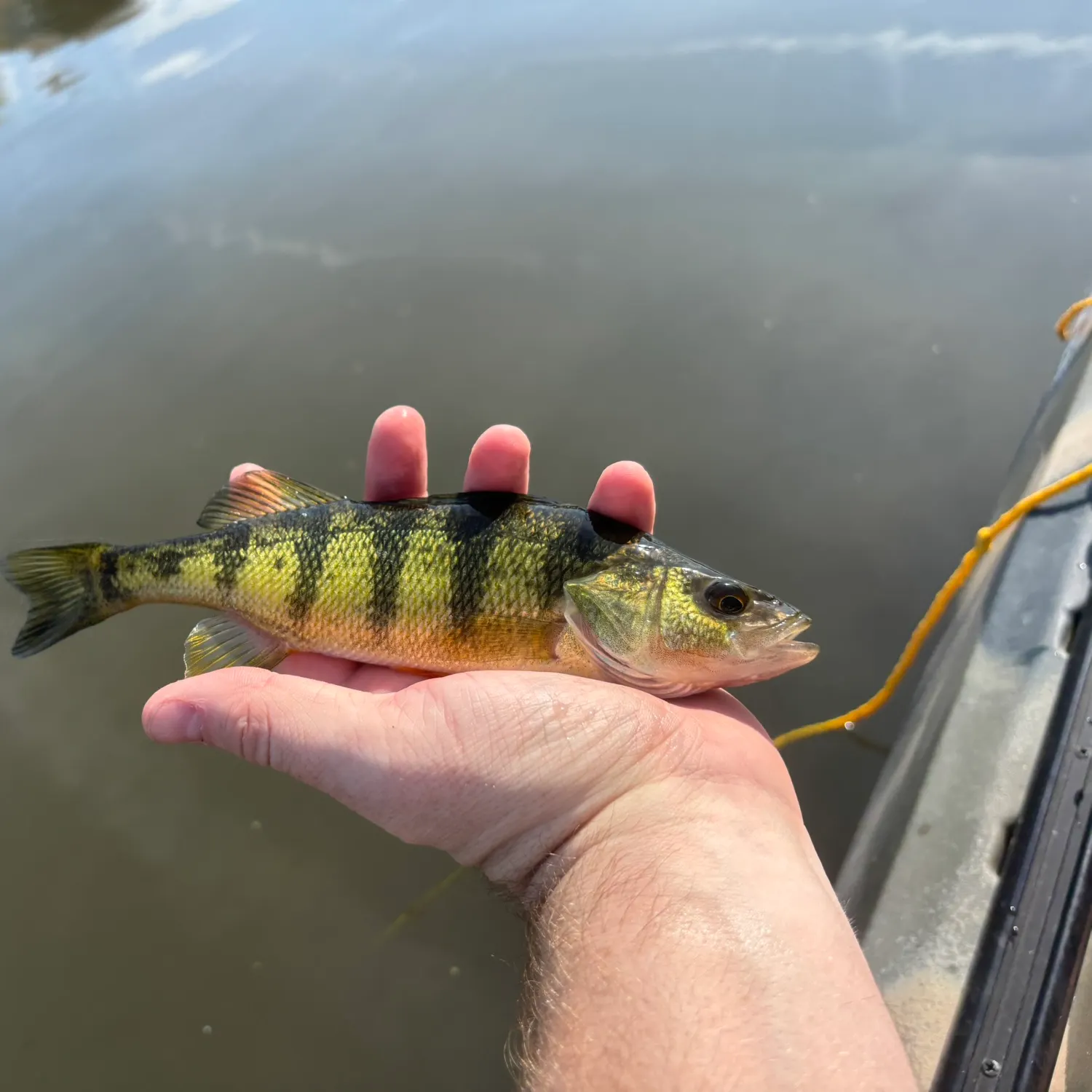 Yellow perch caught on Fishbrain