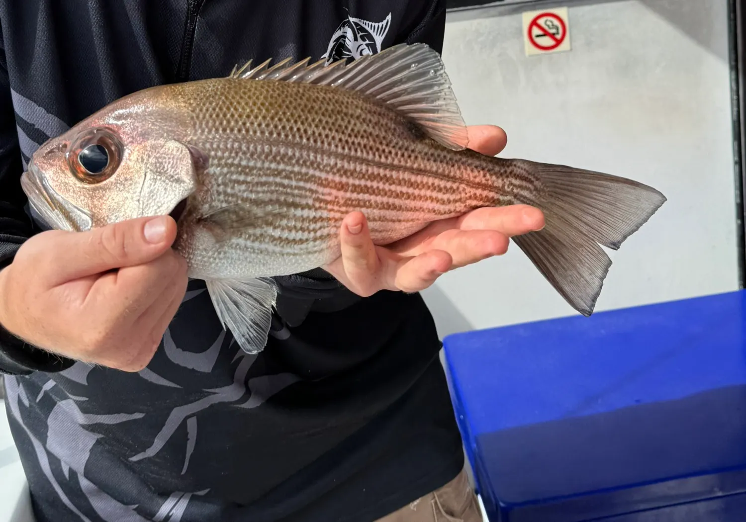 Pearl perch