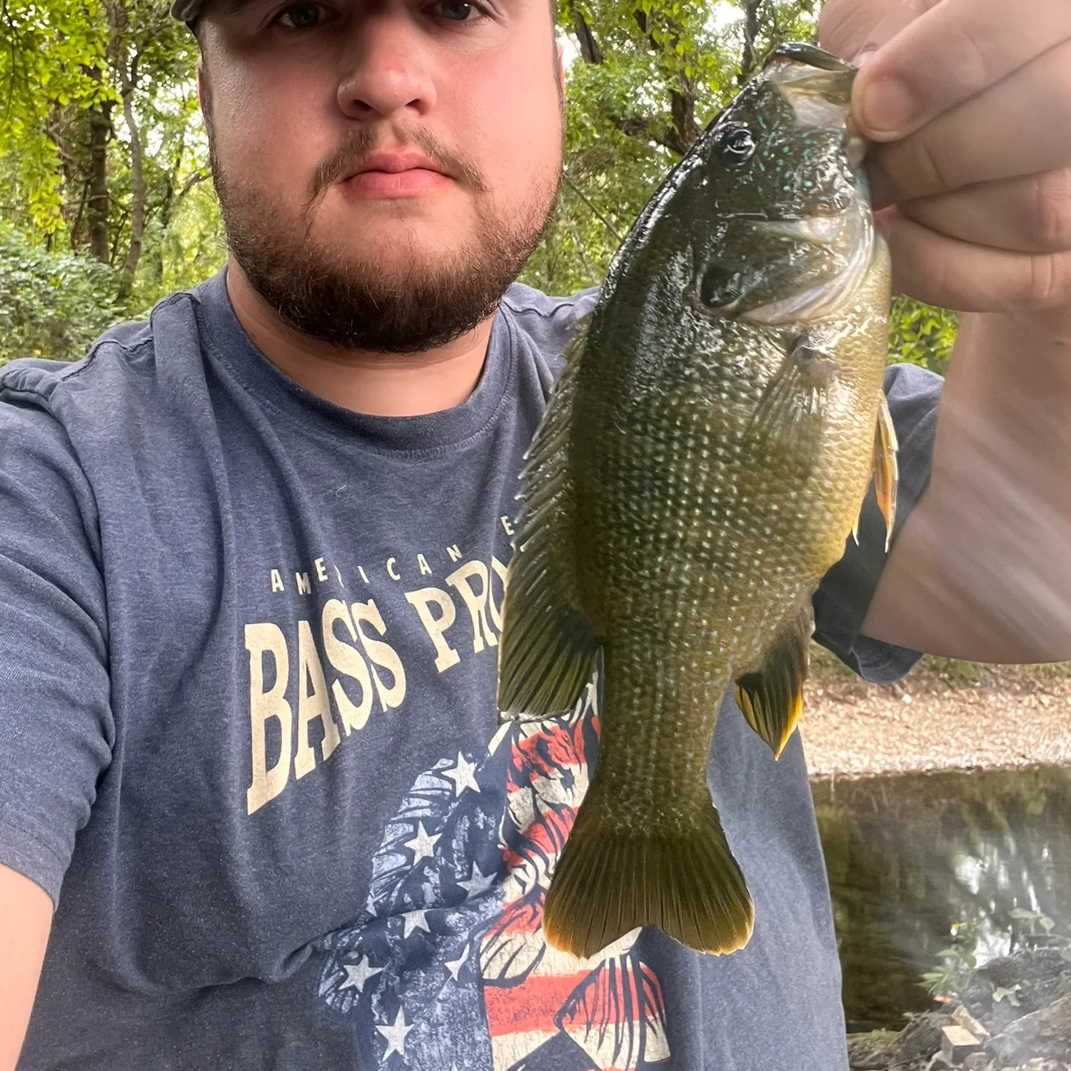 Green sunfish caught on Fishbrain
