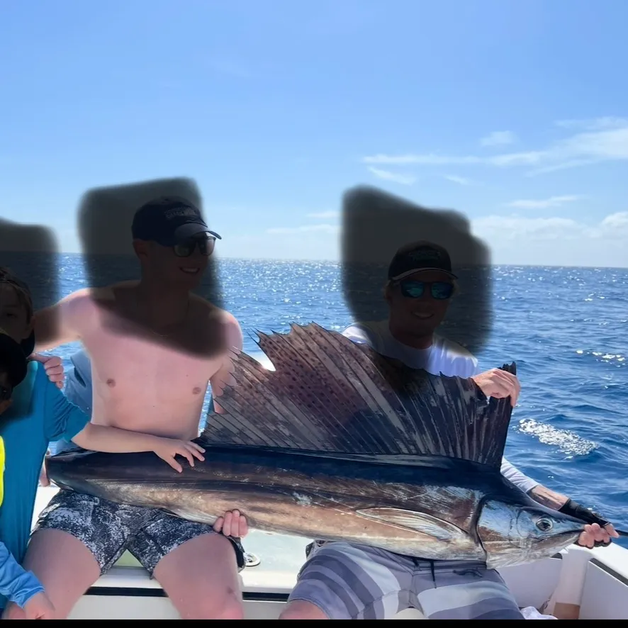 Atlantic sailfish caught on Fishbrain