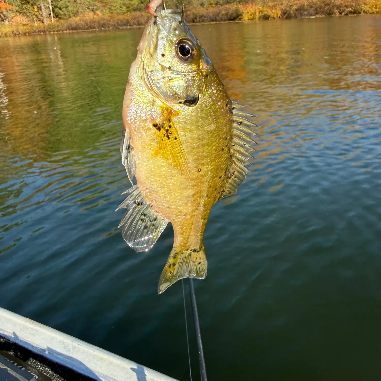Bluegill caught on Fishbrain