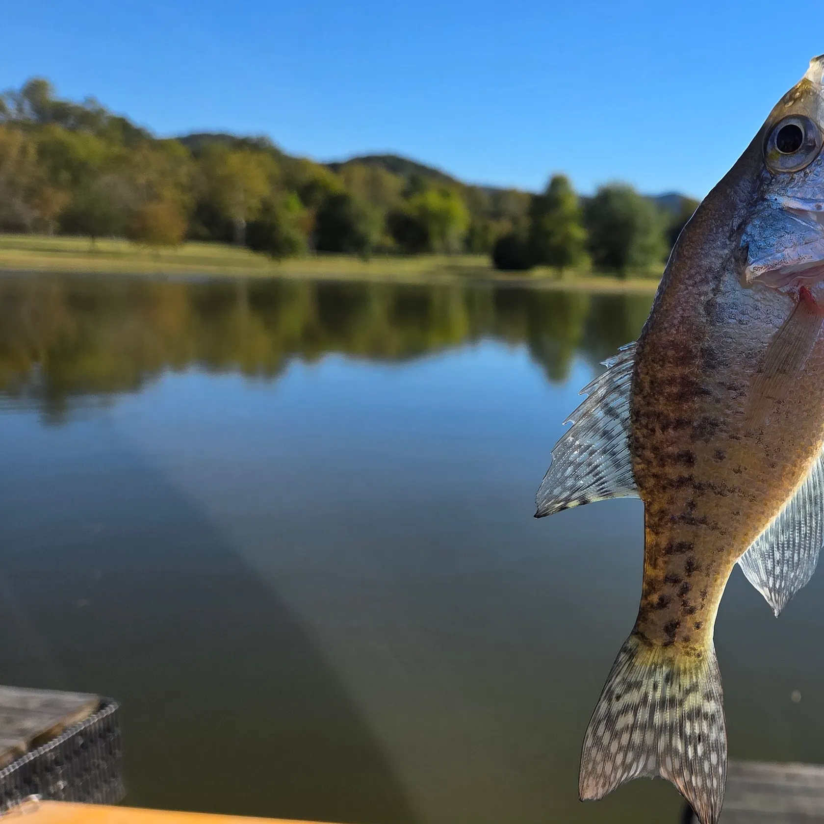 White crappie caught on Fishbrain