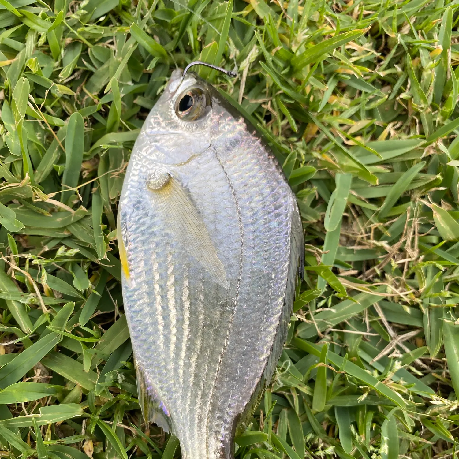 The most recent Common silver belly catches on Fishbrain