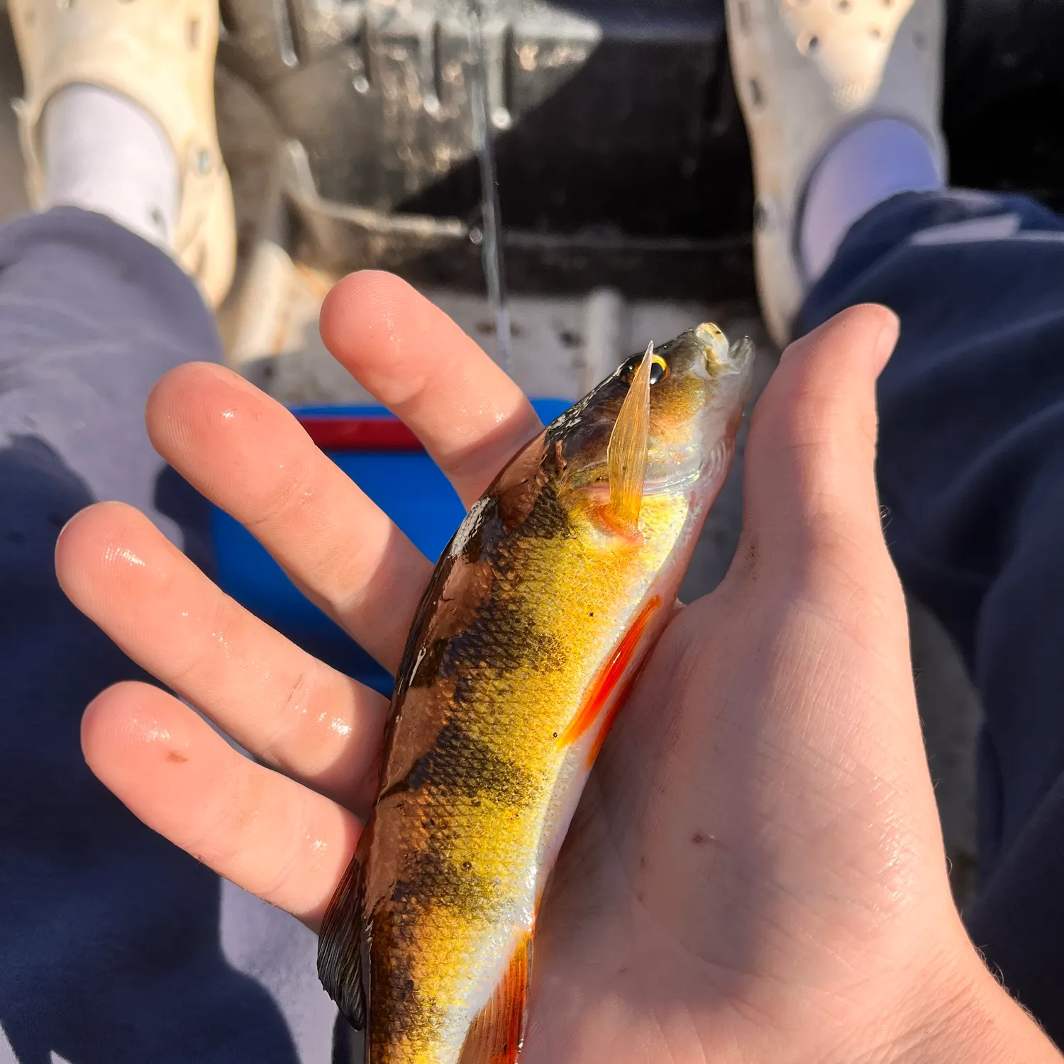 Yellow perch caught on Fishbrain