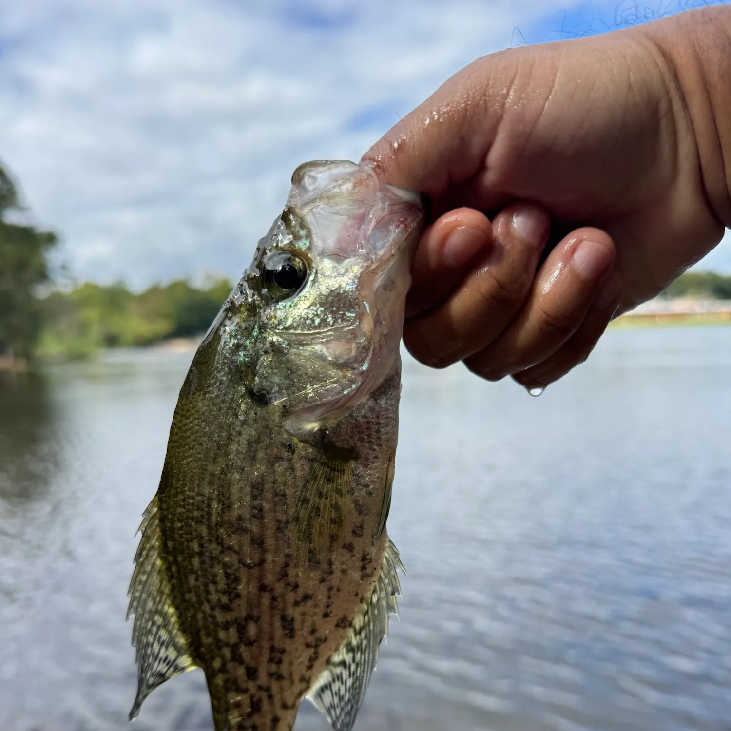 Black crappie caught on Fishbrain