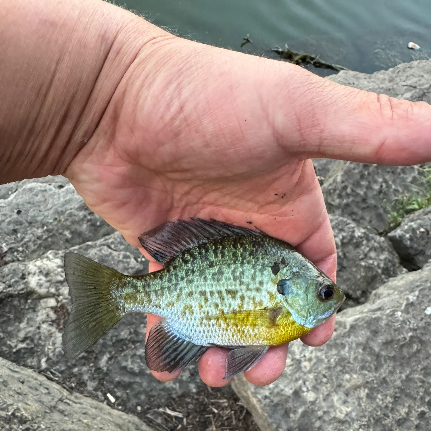 Bluegill caught on Fishbrain