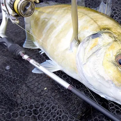 The most recent Golden trevally catches on Fishbrain
