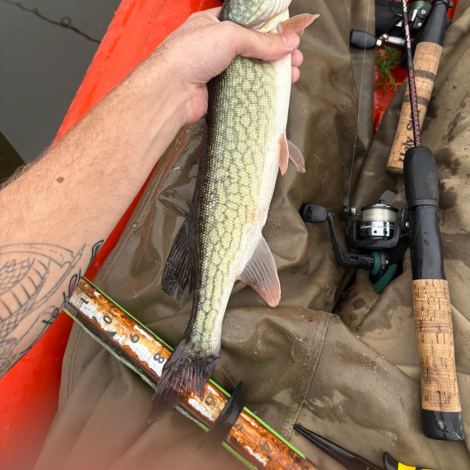 recently logged catches