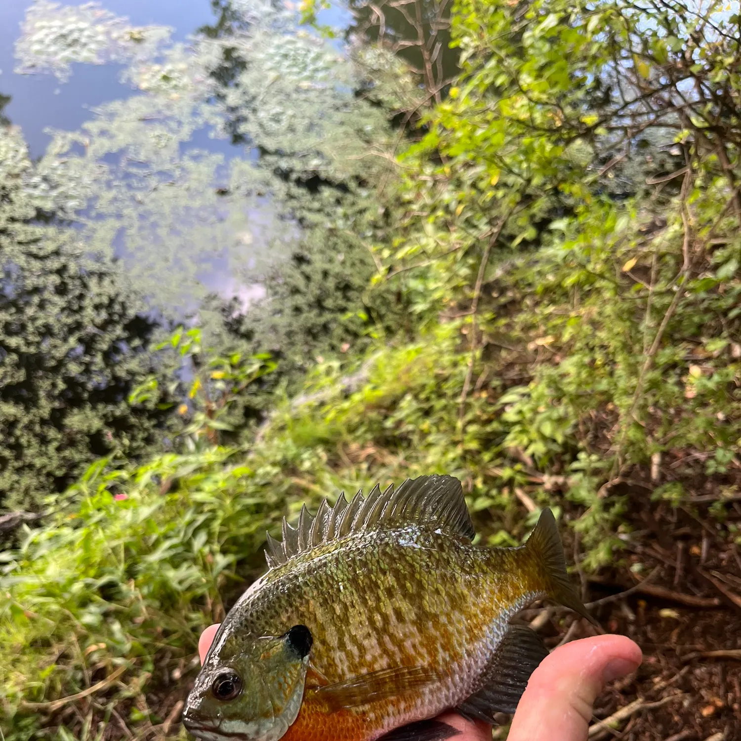 Bluegill caught on Fishbrain