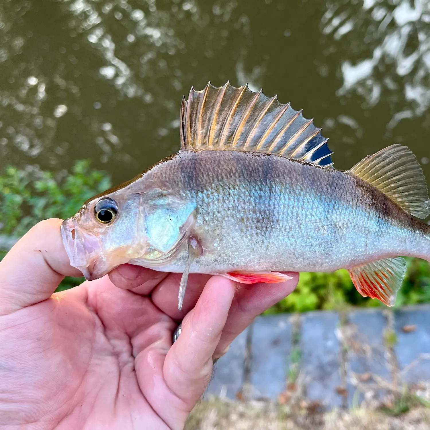 European perch caught on Fishbrain
