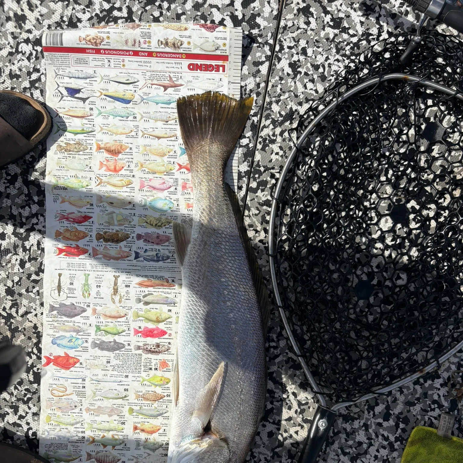 The most recent Japanese meagre catches on Fishbrain