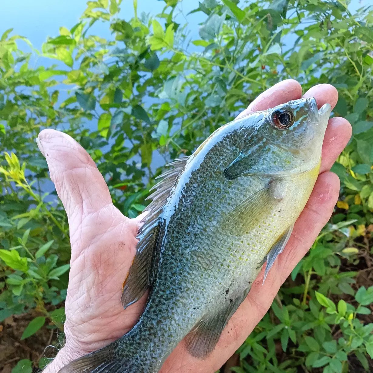 Redbreast sunfish caught on Fishbrain