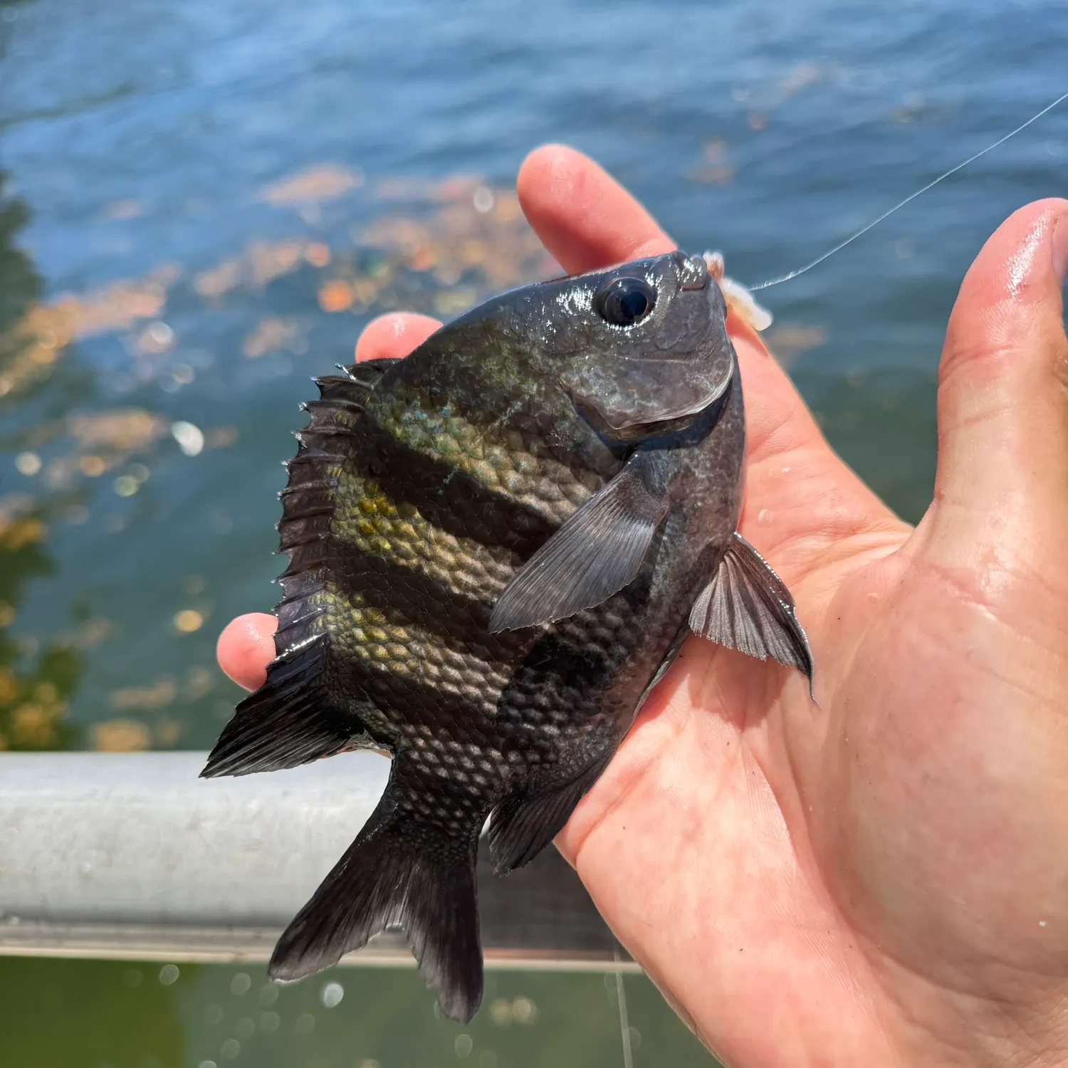 The most recent Sergeant-major catches on Fishbrain