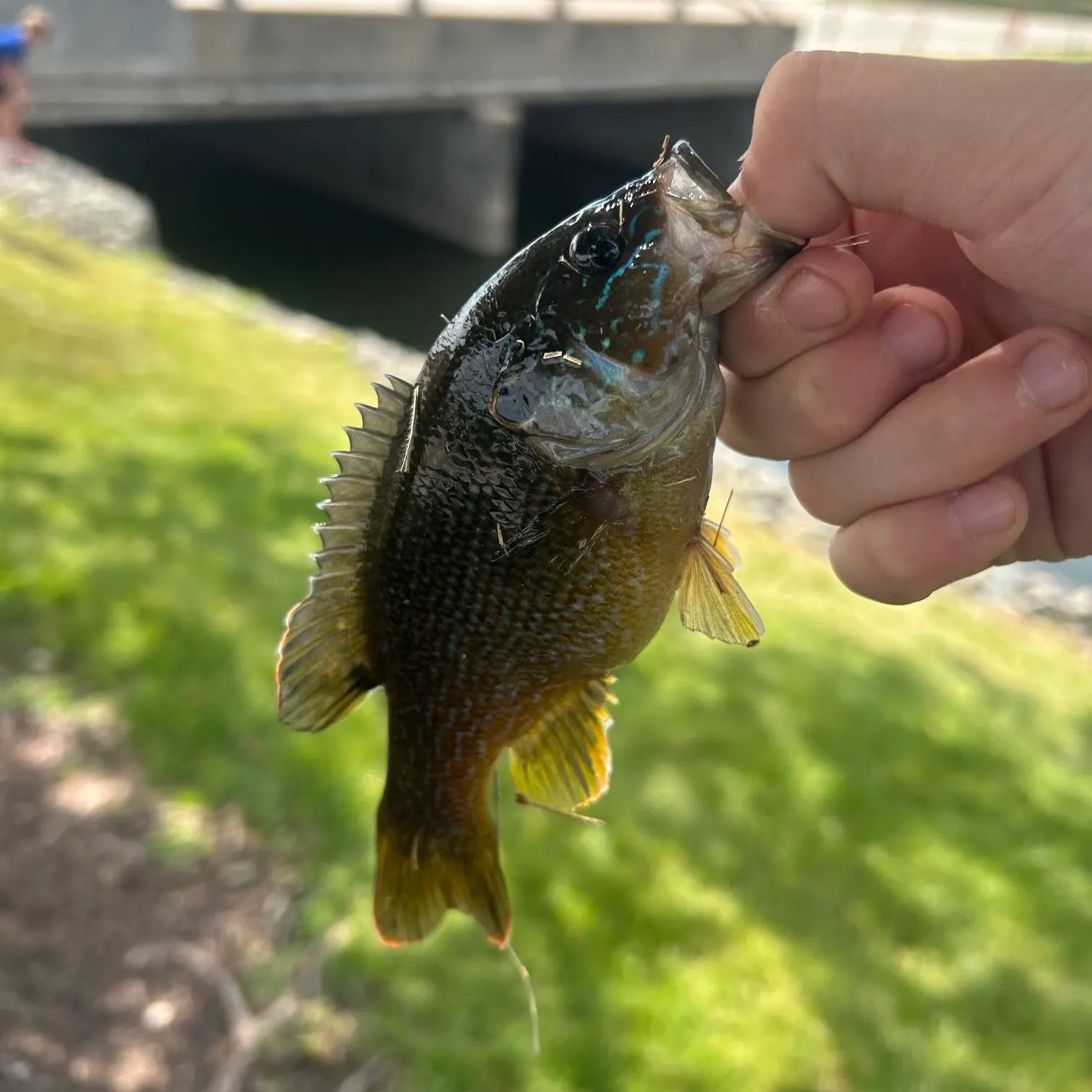 Greengill hybrid caught on Fishbrain
