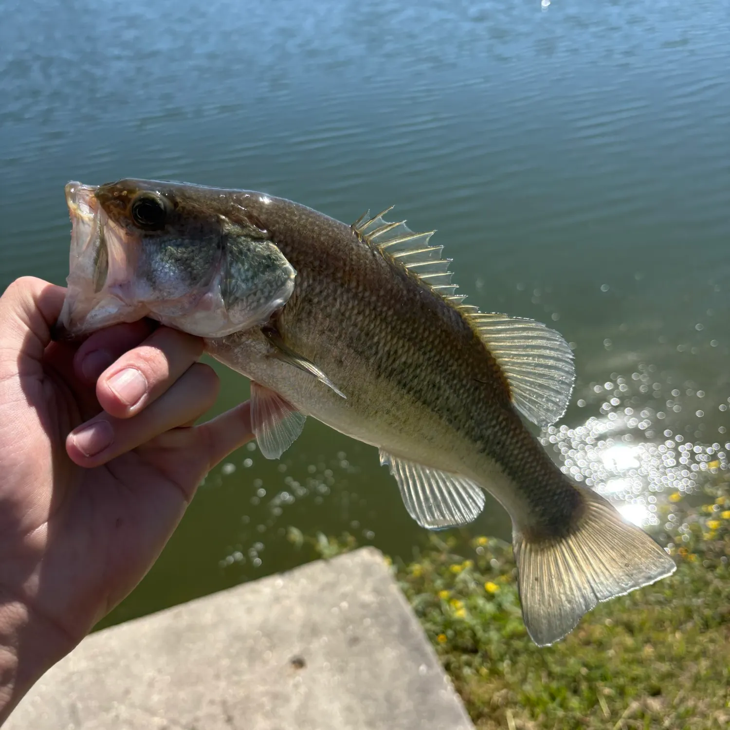 Largemouth bass caught on Fishbrain