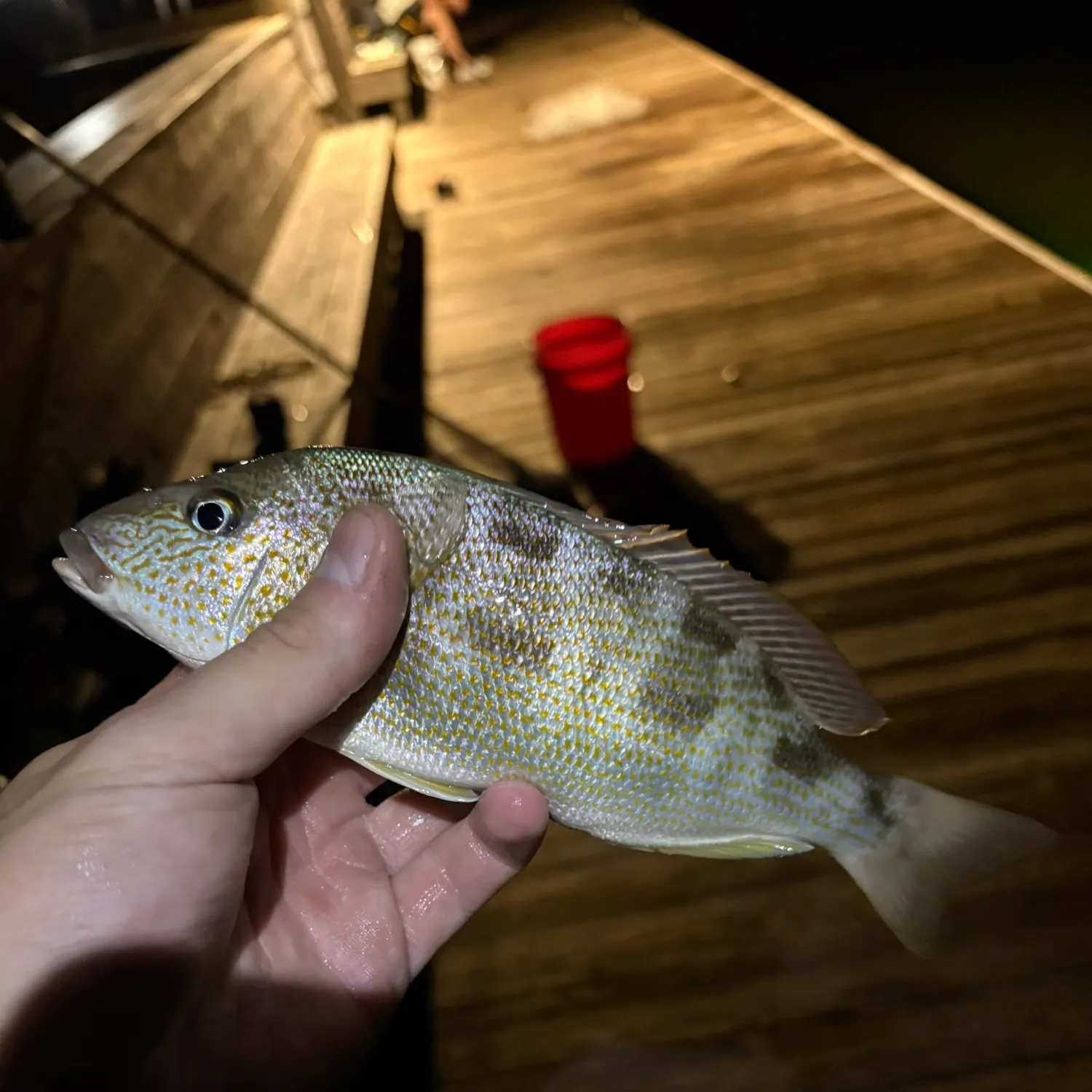 Pigfish caught on Fishbrain