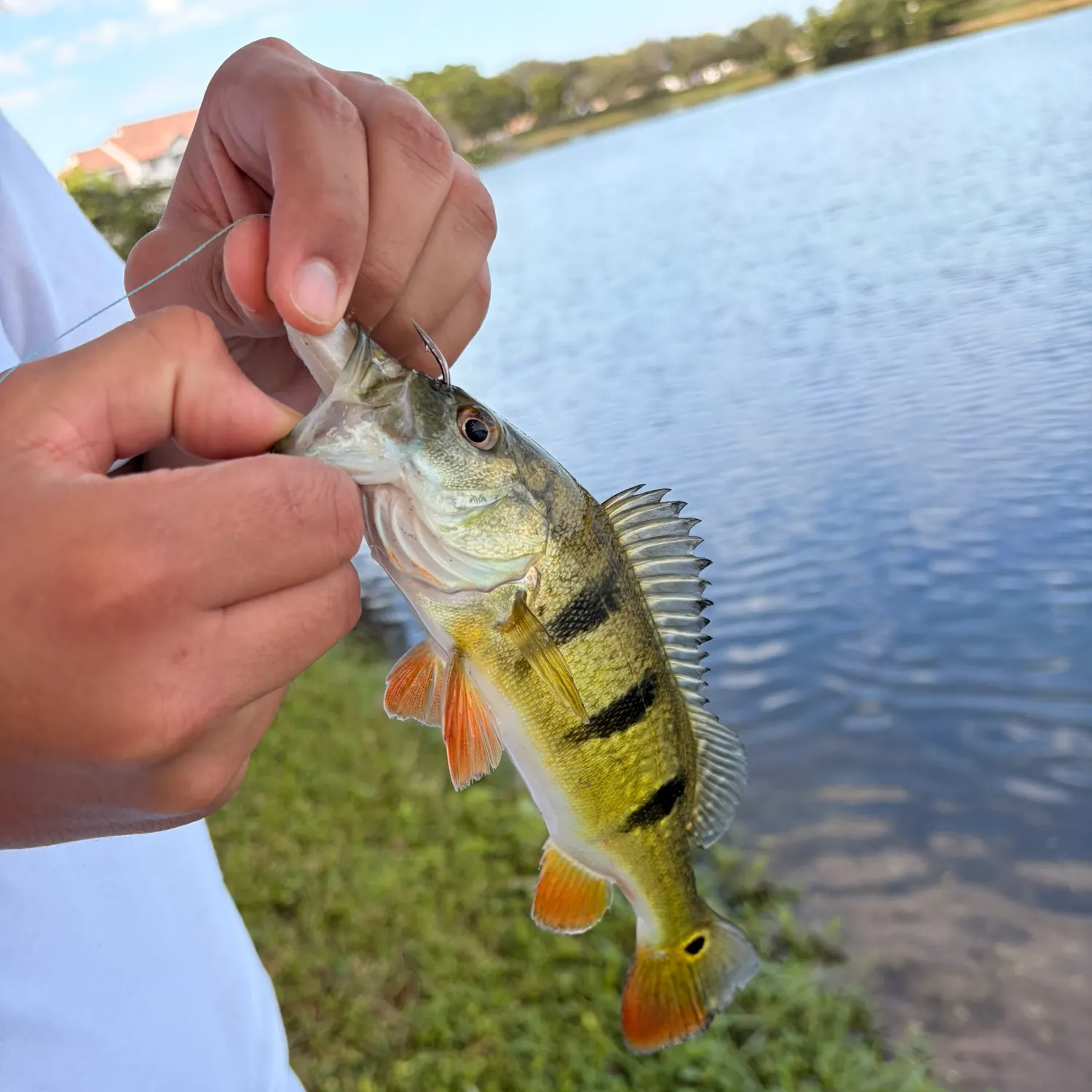 The most recent Butterfly peacock bass catches on Fishbrain