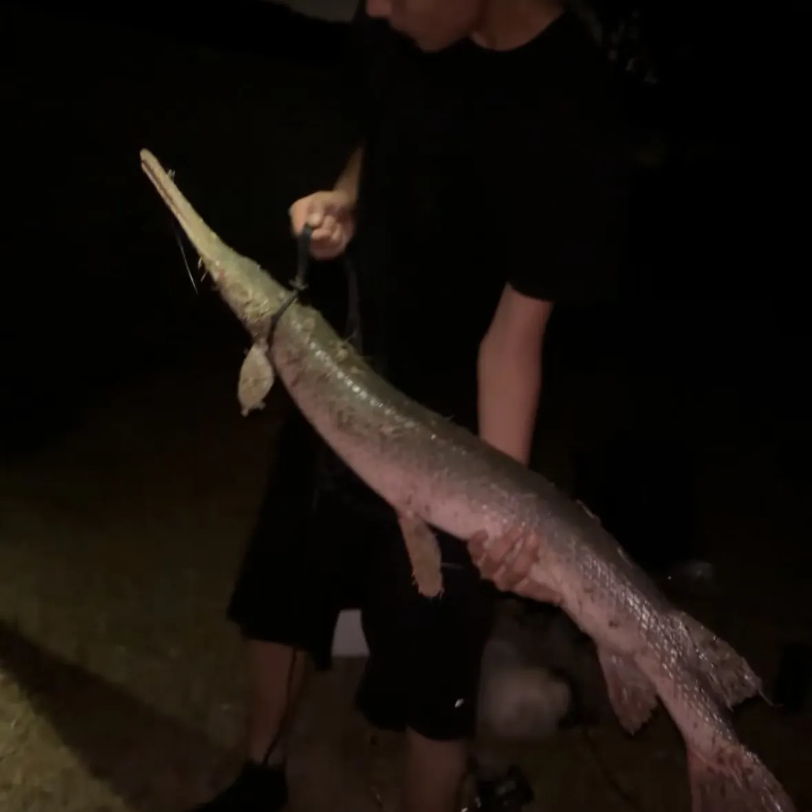 The most recent Alligator x longnose gar catches on Fishbrain
