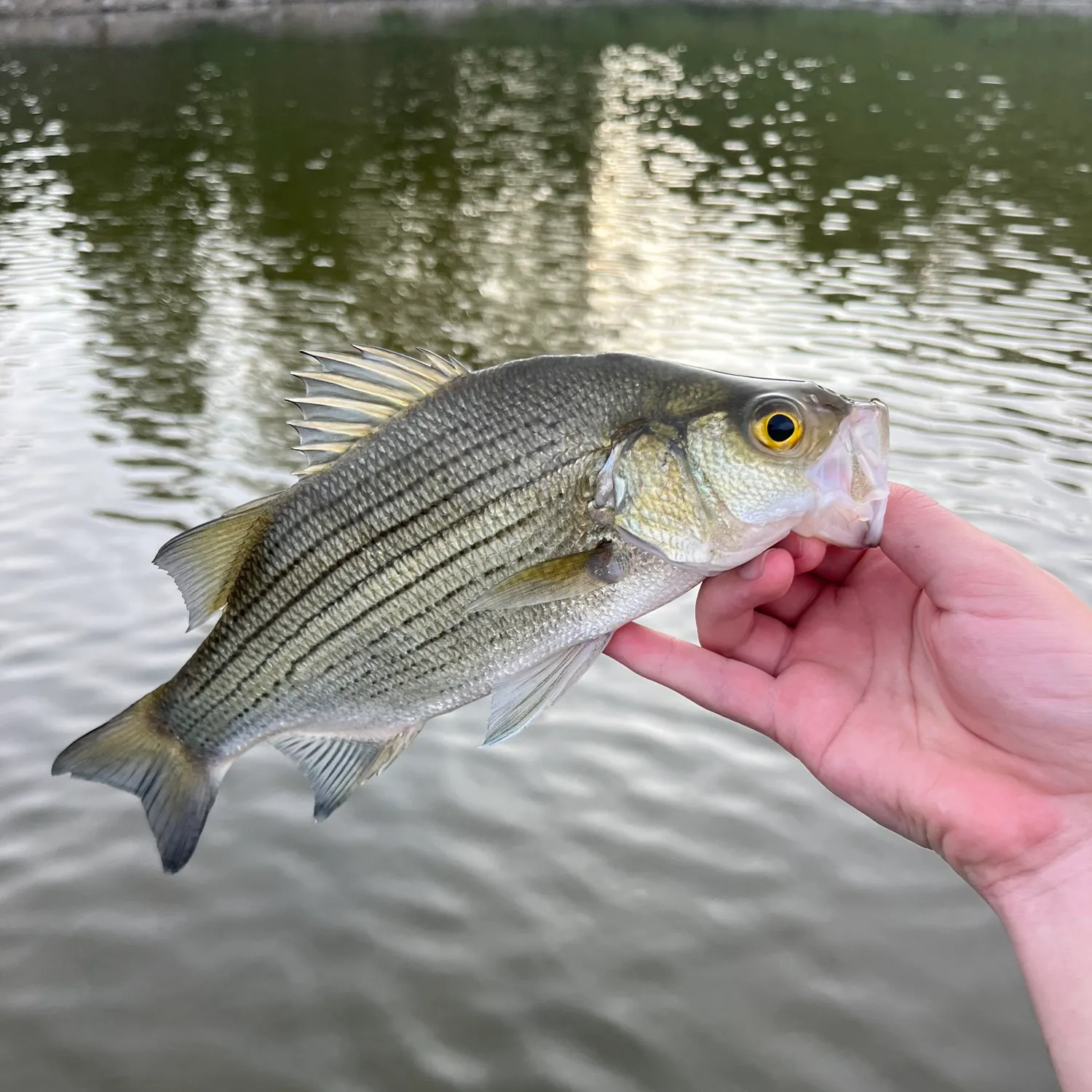 White bass caught on Fishbrain