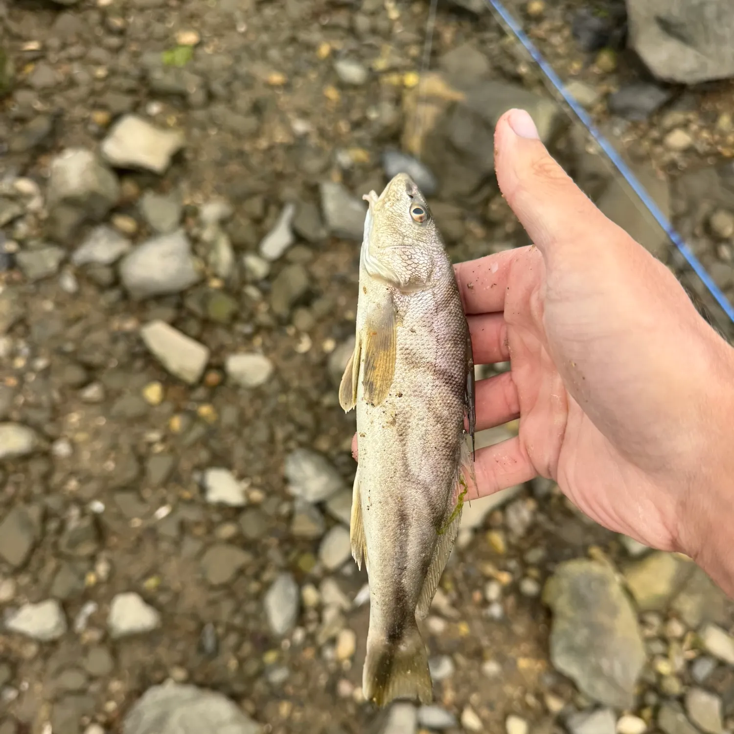 Northern kingcroaker caught on Fishbrain