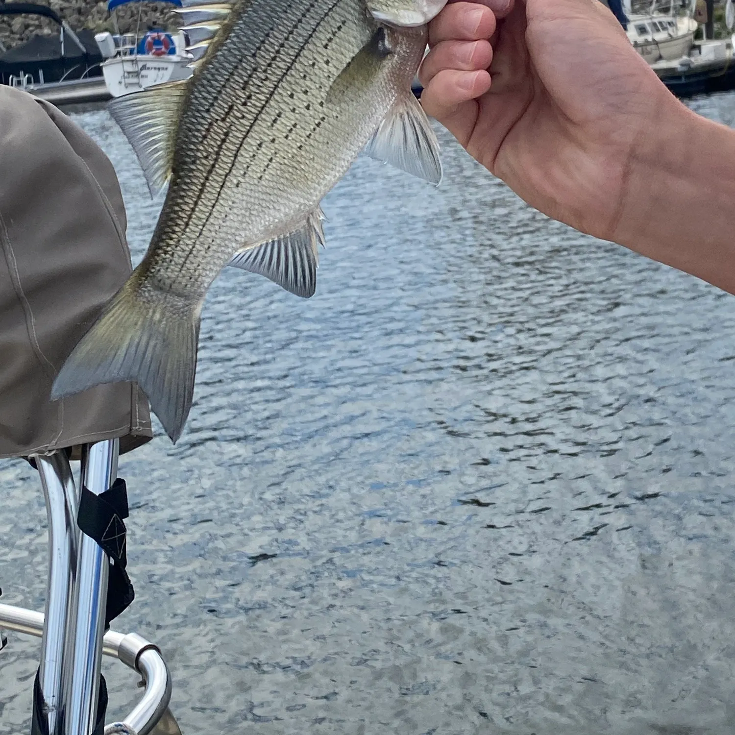 White bass caught on Fishbrain