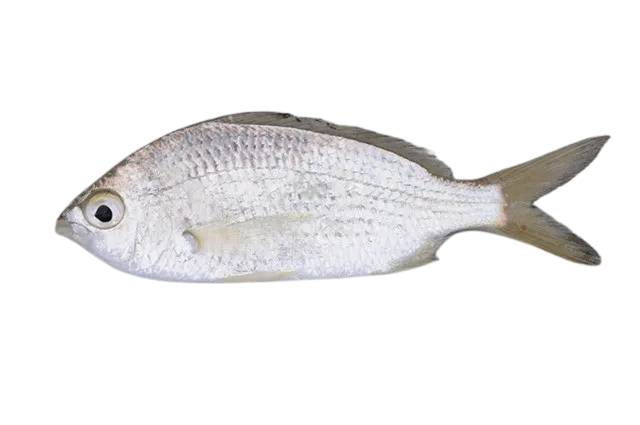 Common silver belly