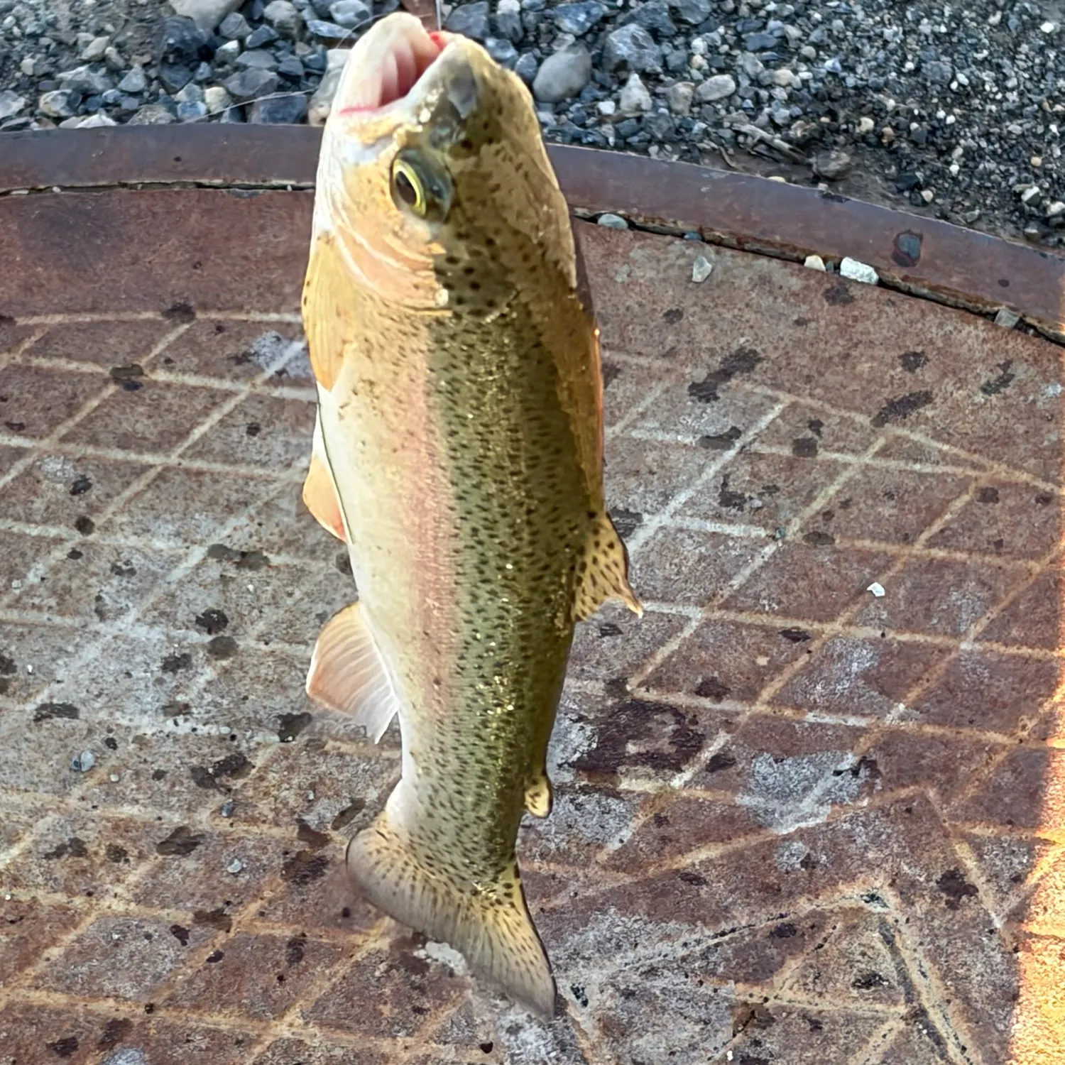 Rainbow trout caught on Fishbrain