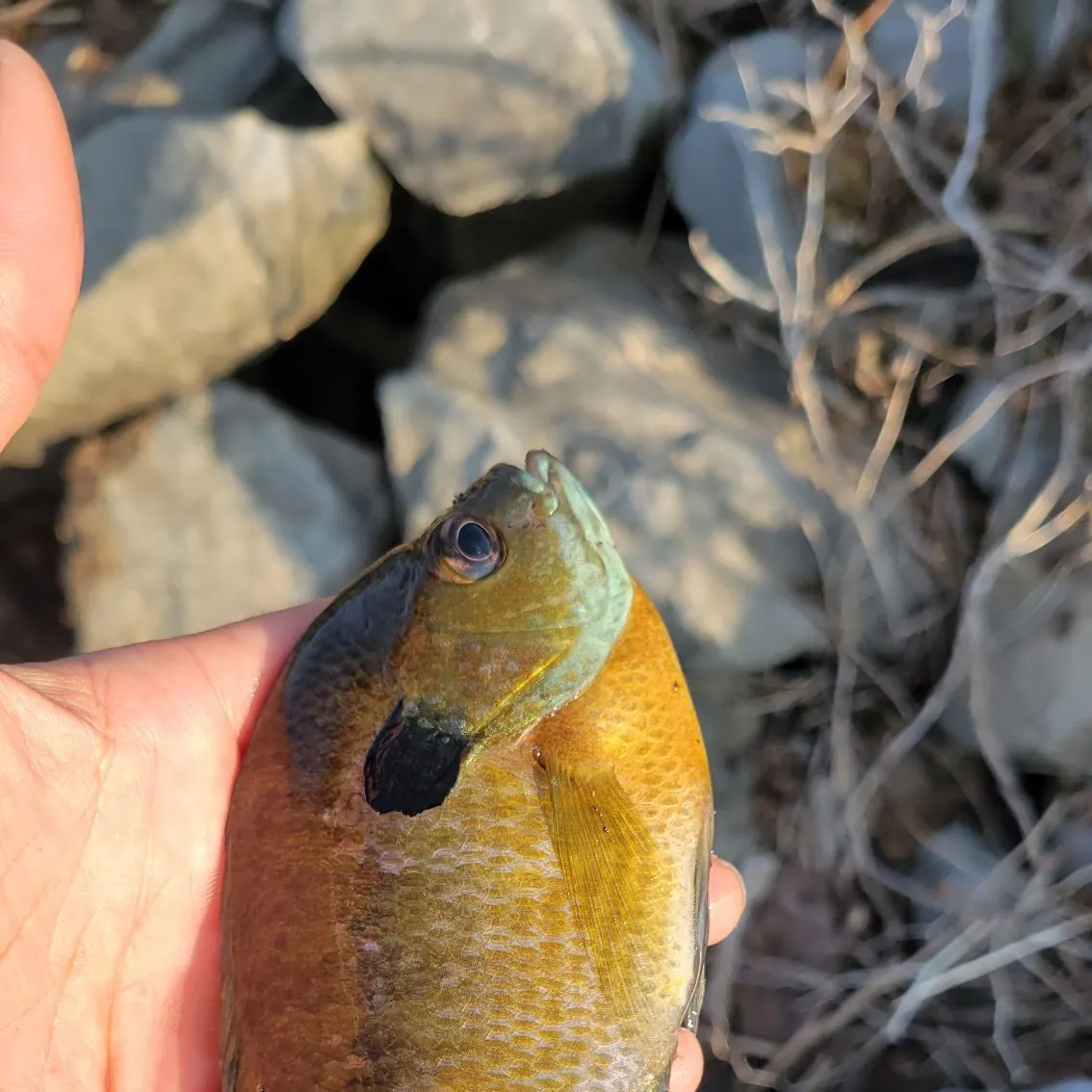 Bluegill caught on Fishbrain