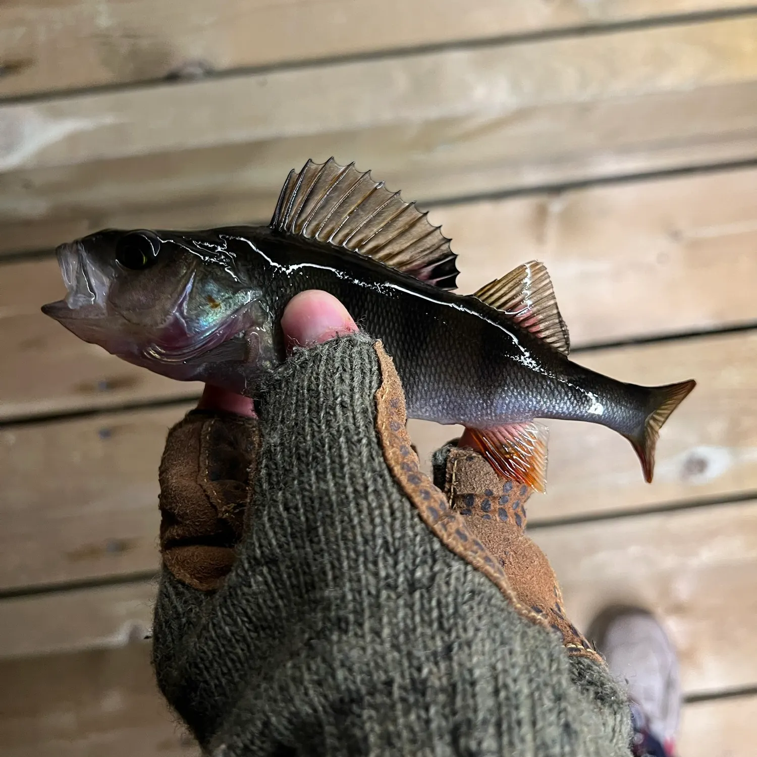 European perch caught on Fishbrain