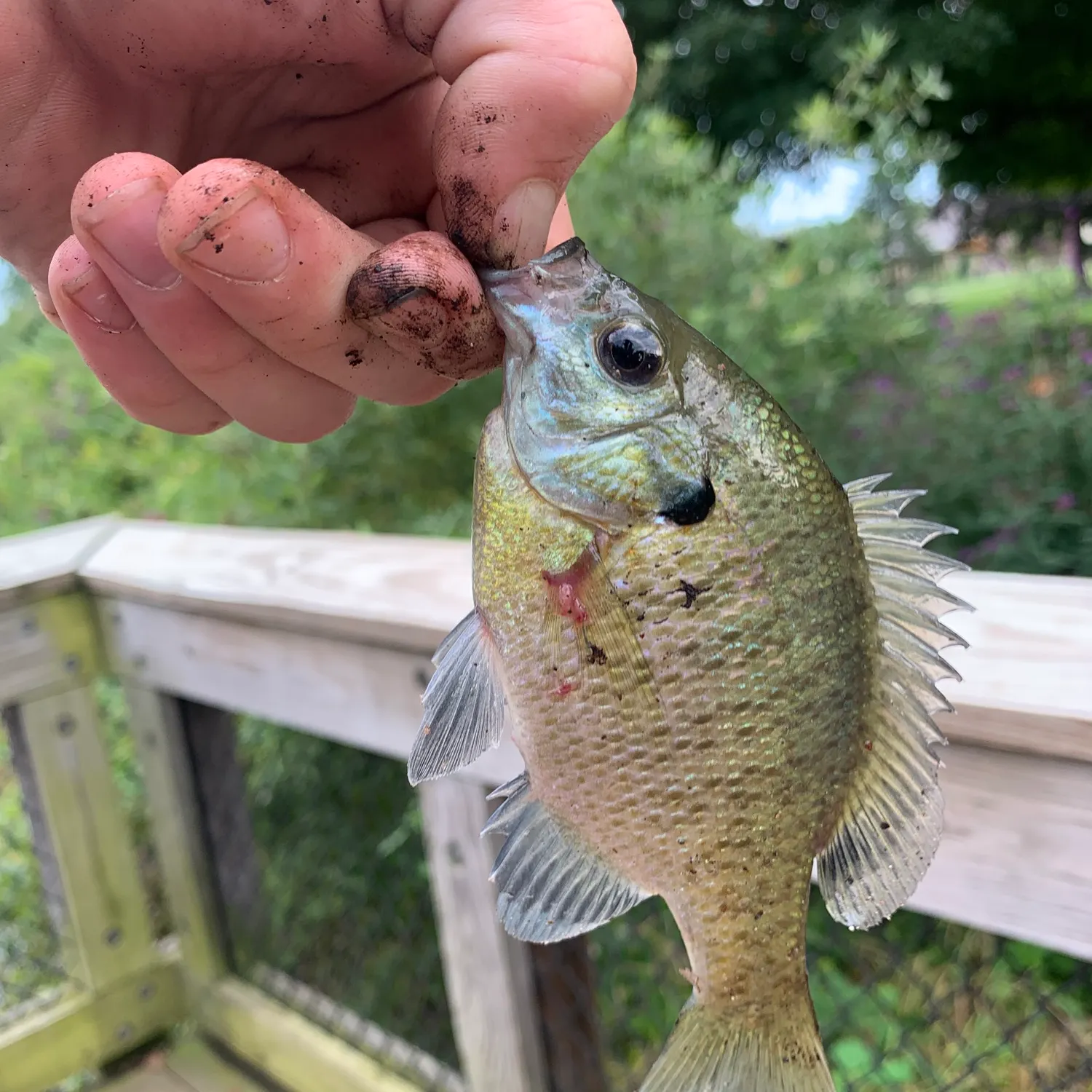 catch