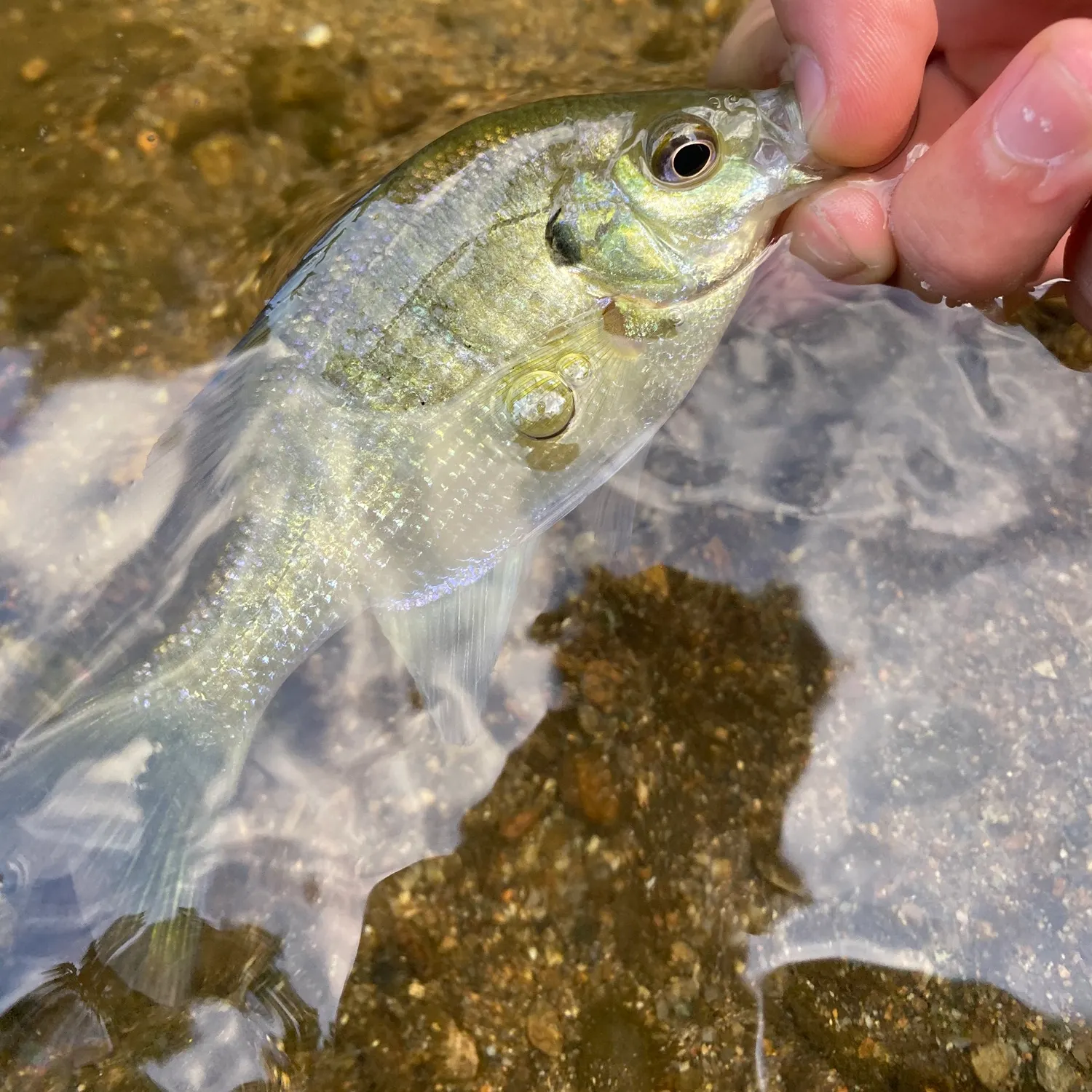 Bluegill caught on Fishbrain