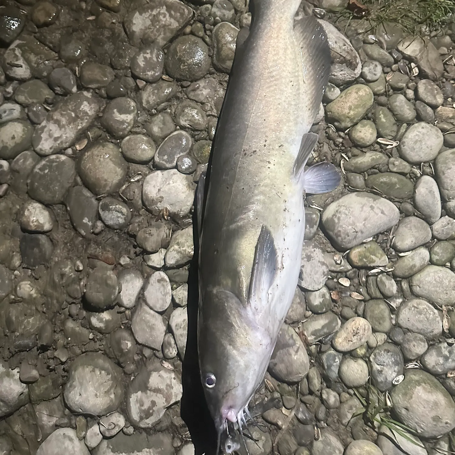Channel catfish caught on Fishbrain