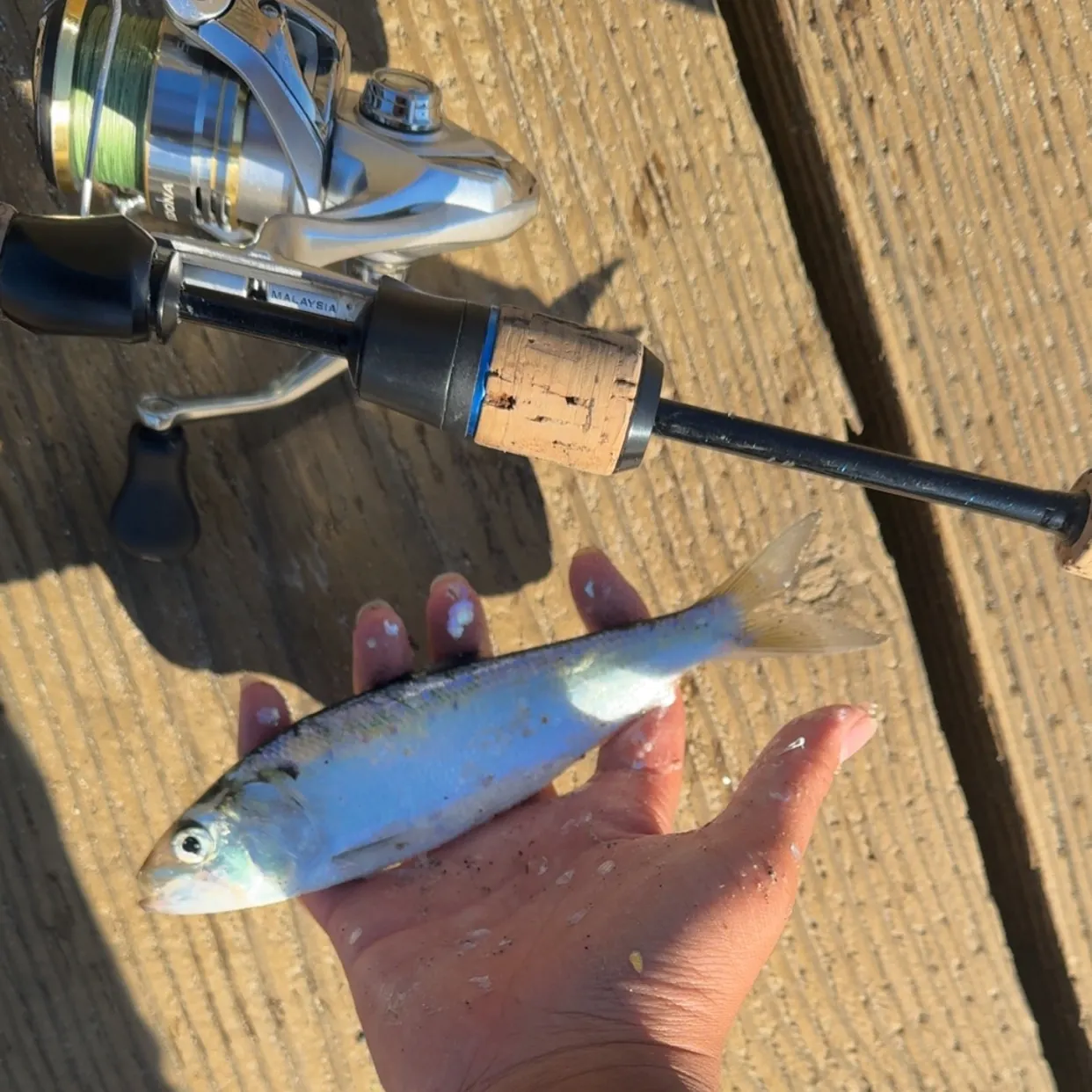 Atlantic herring caught on Fishbrain