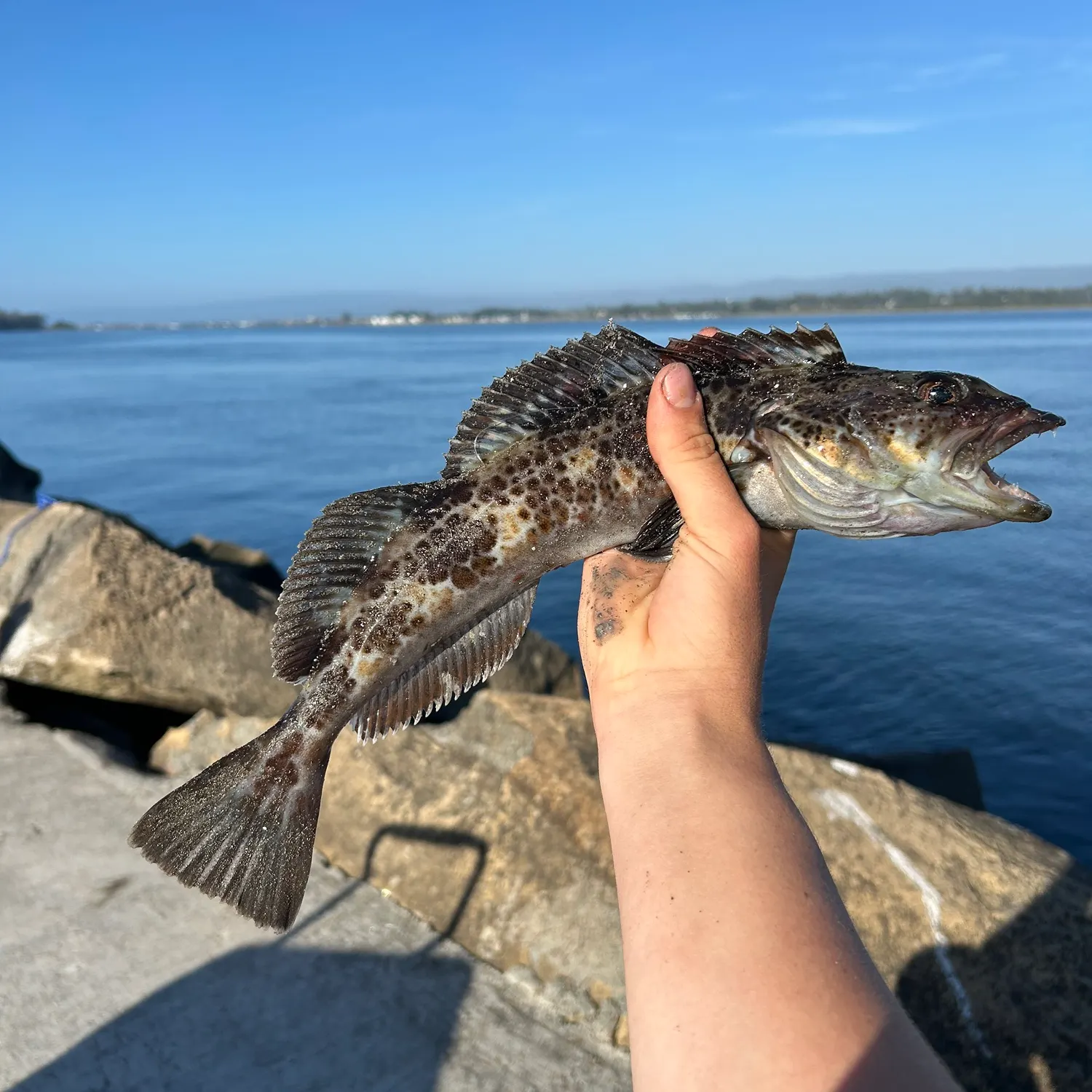 Lingcod caught on Fishbrain