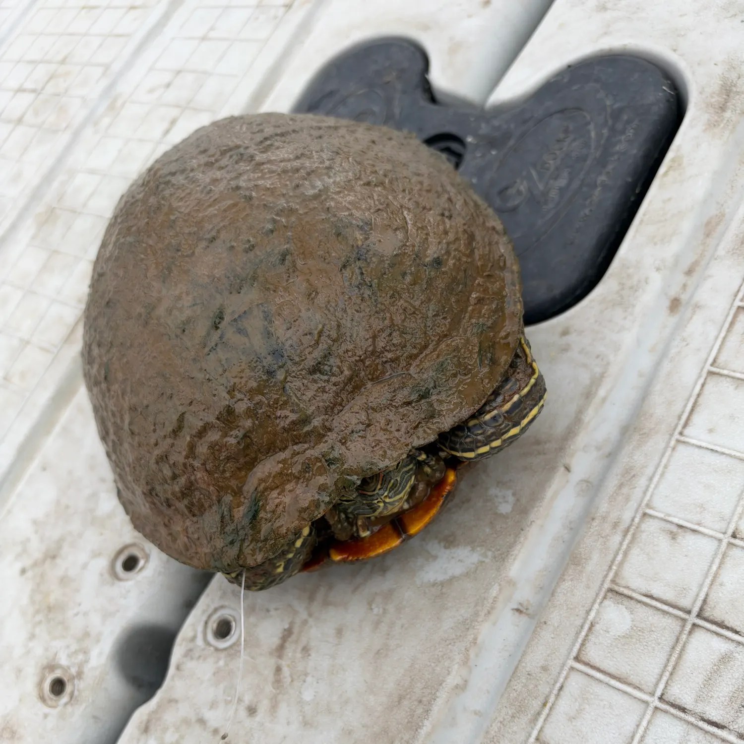 Pond slider turtle caught on Fishbrain