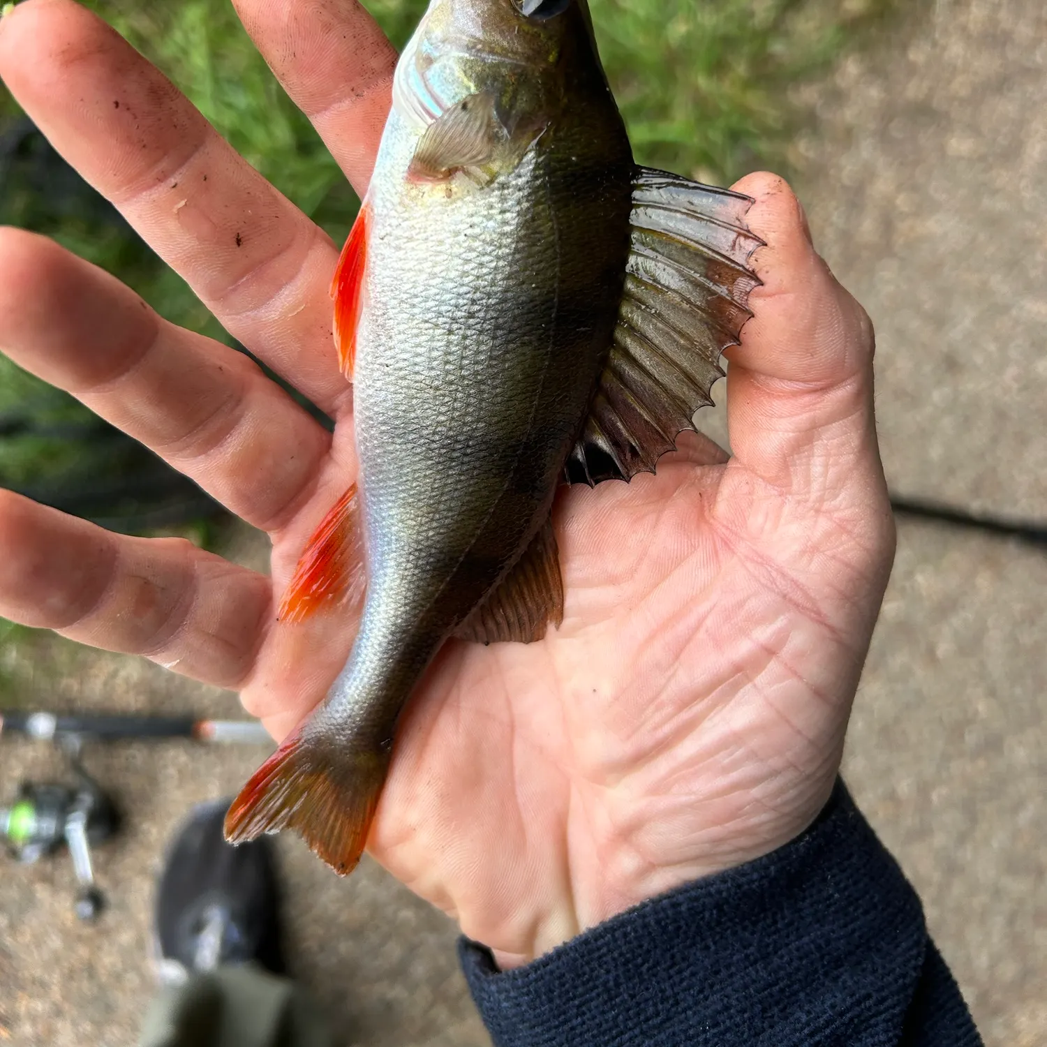 European perch caught on Fishbrain