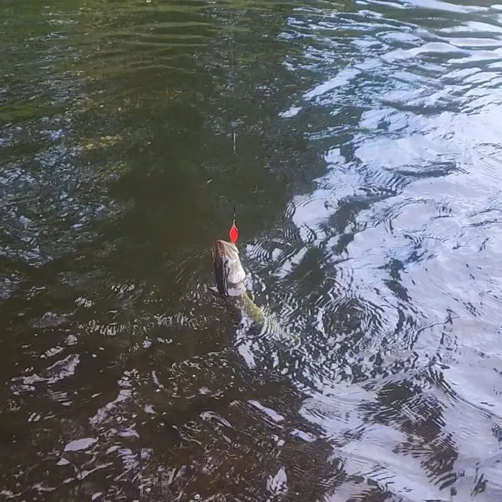 Northern pike caught on Fishbrain