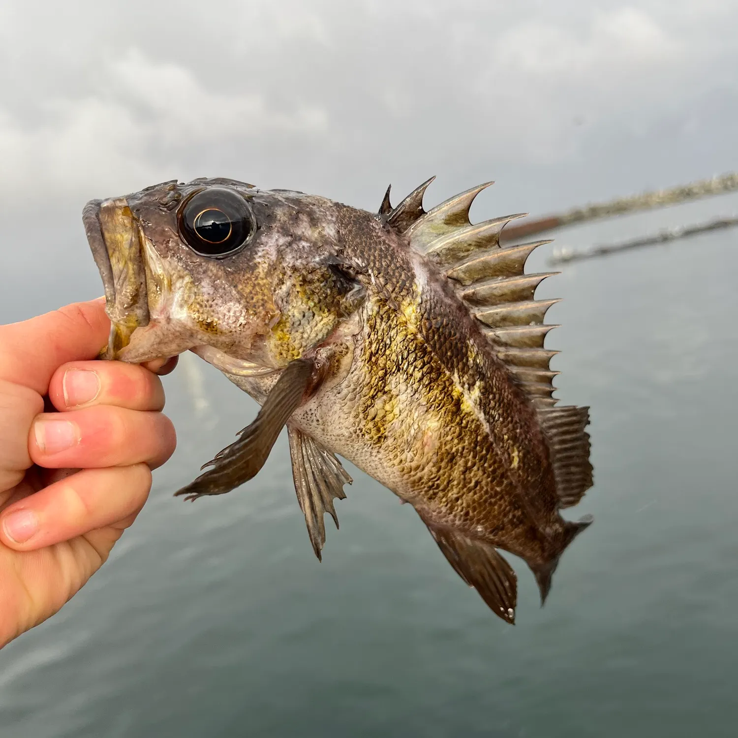 The most recent Copper rockfish catches on Fishbrain