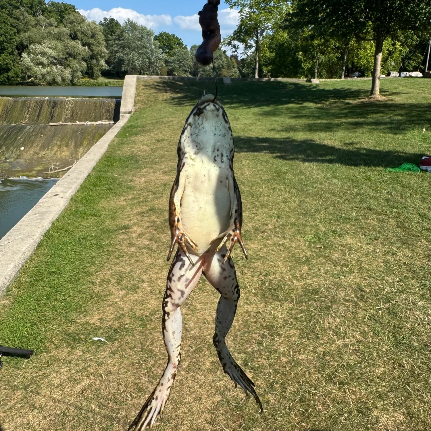 The most recent American bullfrog catches on Fishbrain