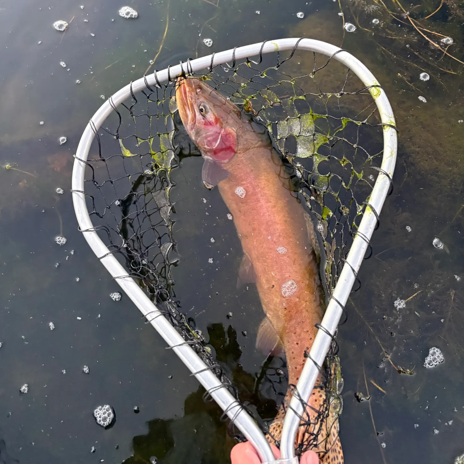 Lahontan cutthroat trout caught on Fishbrain