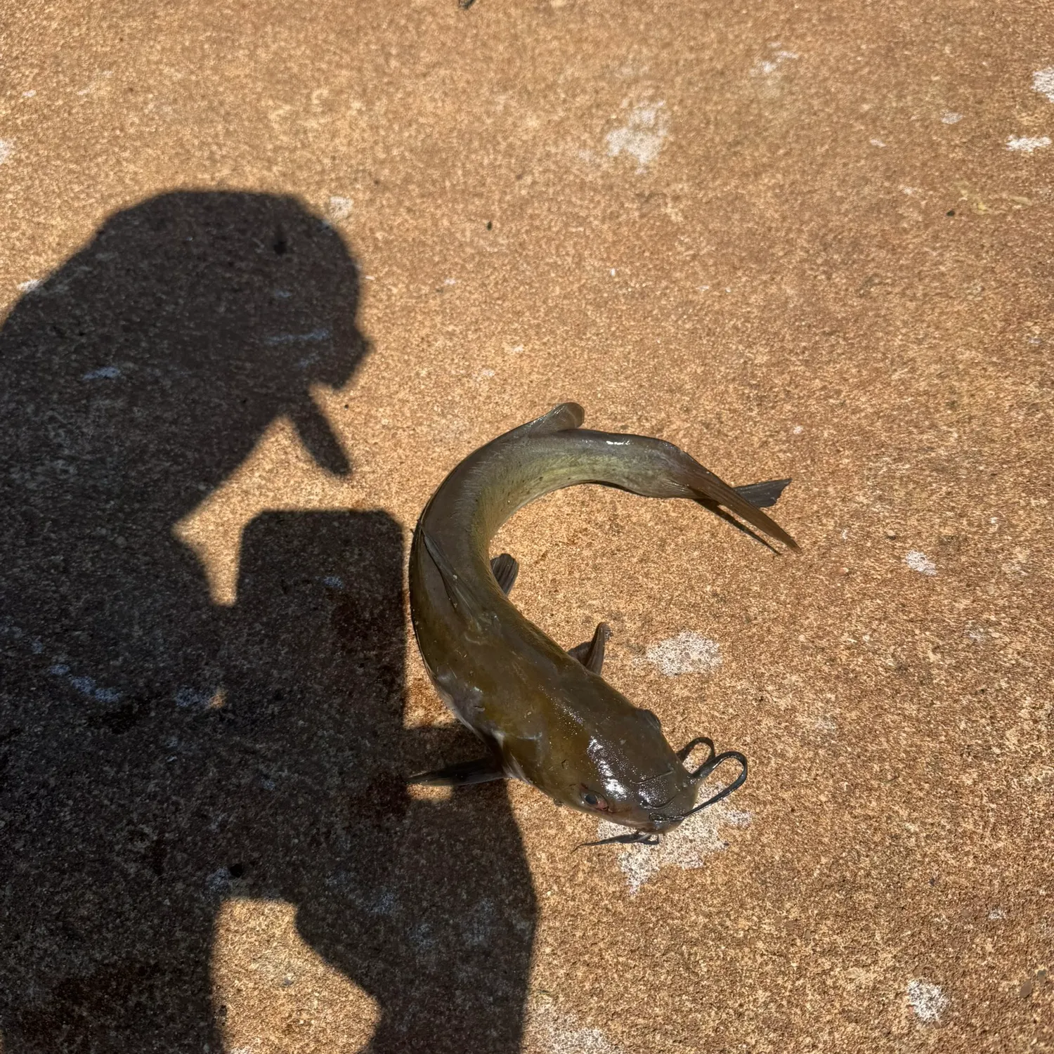 Yellow bullhead caught on Fishbrain