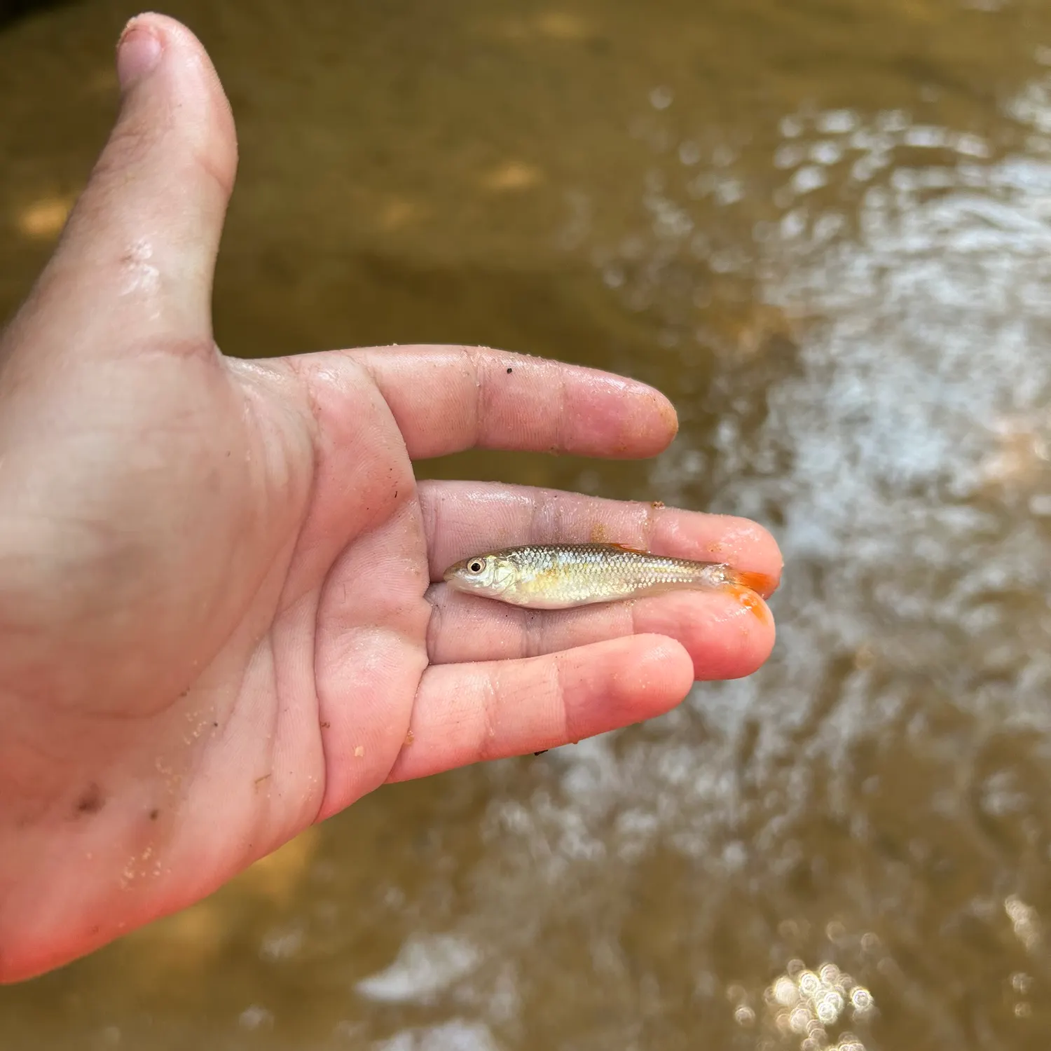 The most recent Redtail chub catches on Fishbrain