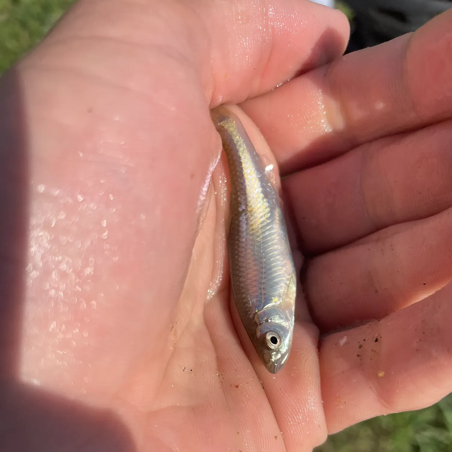 The most recent Emerald shiner catches on Fishbrain