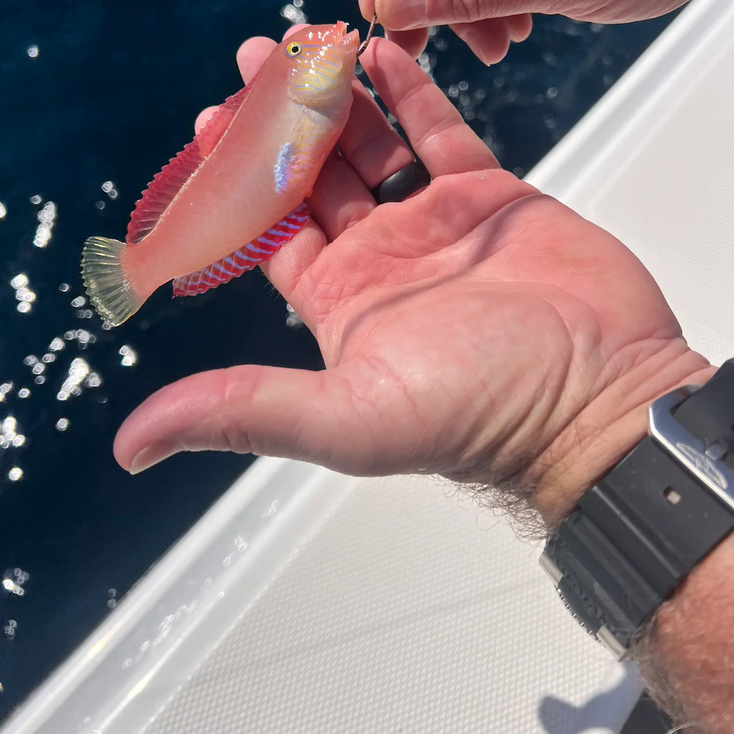 The most recent Blackear wrasse catches on Fishbrain